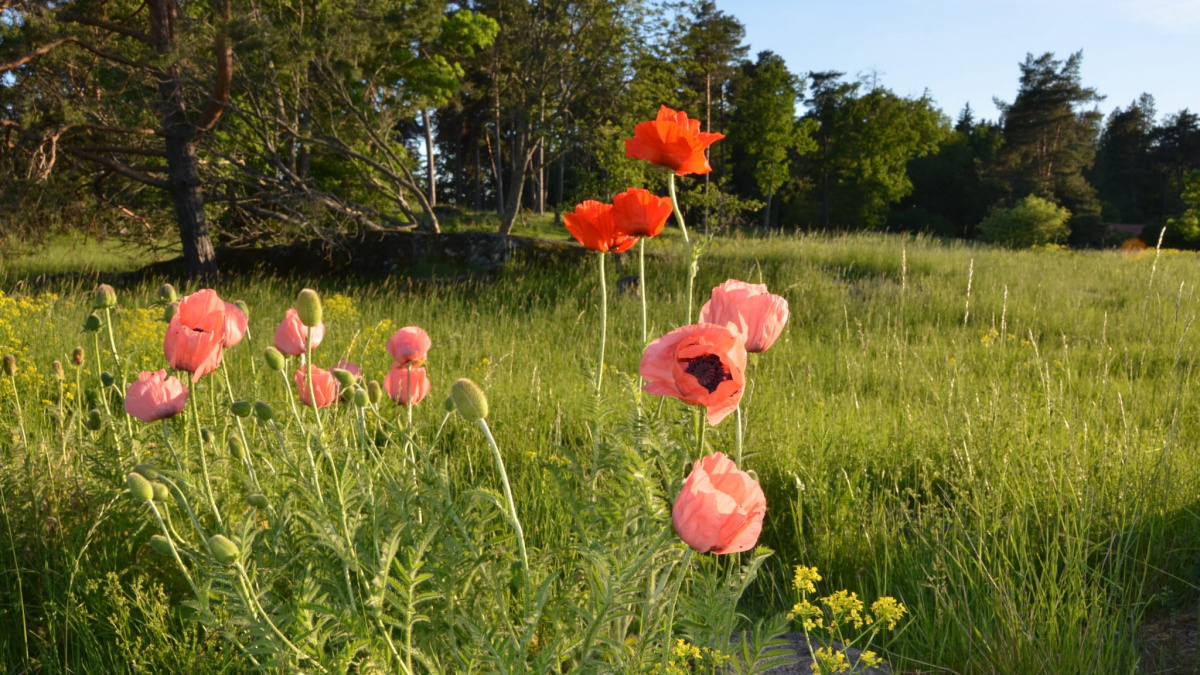 Sommarjobb & exjobb