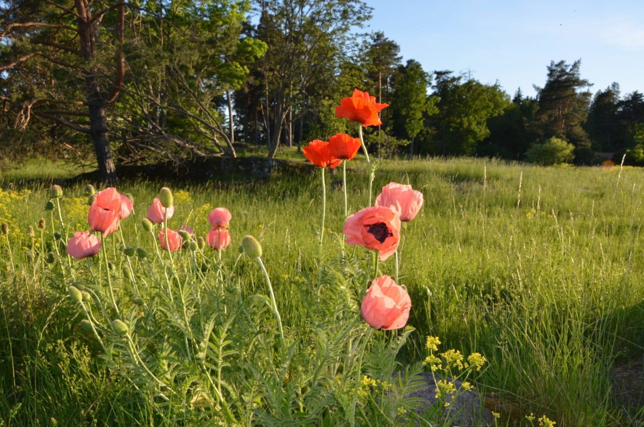 försommar