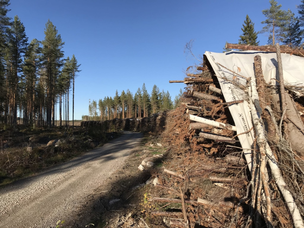 grot (grenar och toppar) lagras och torkas i högar över sommaren